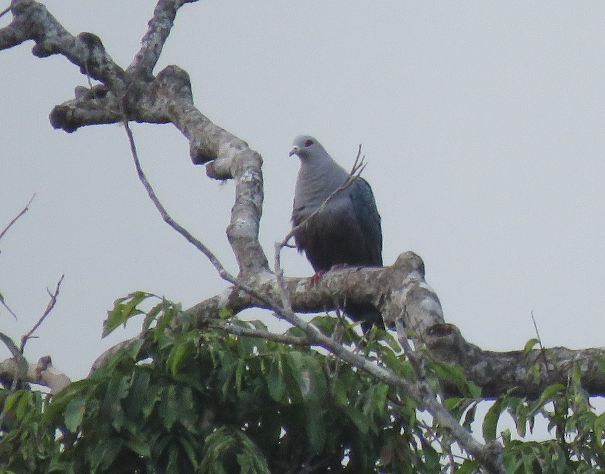 Pinon's Imperial-Pigeon - ML181847471