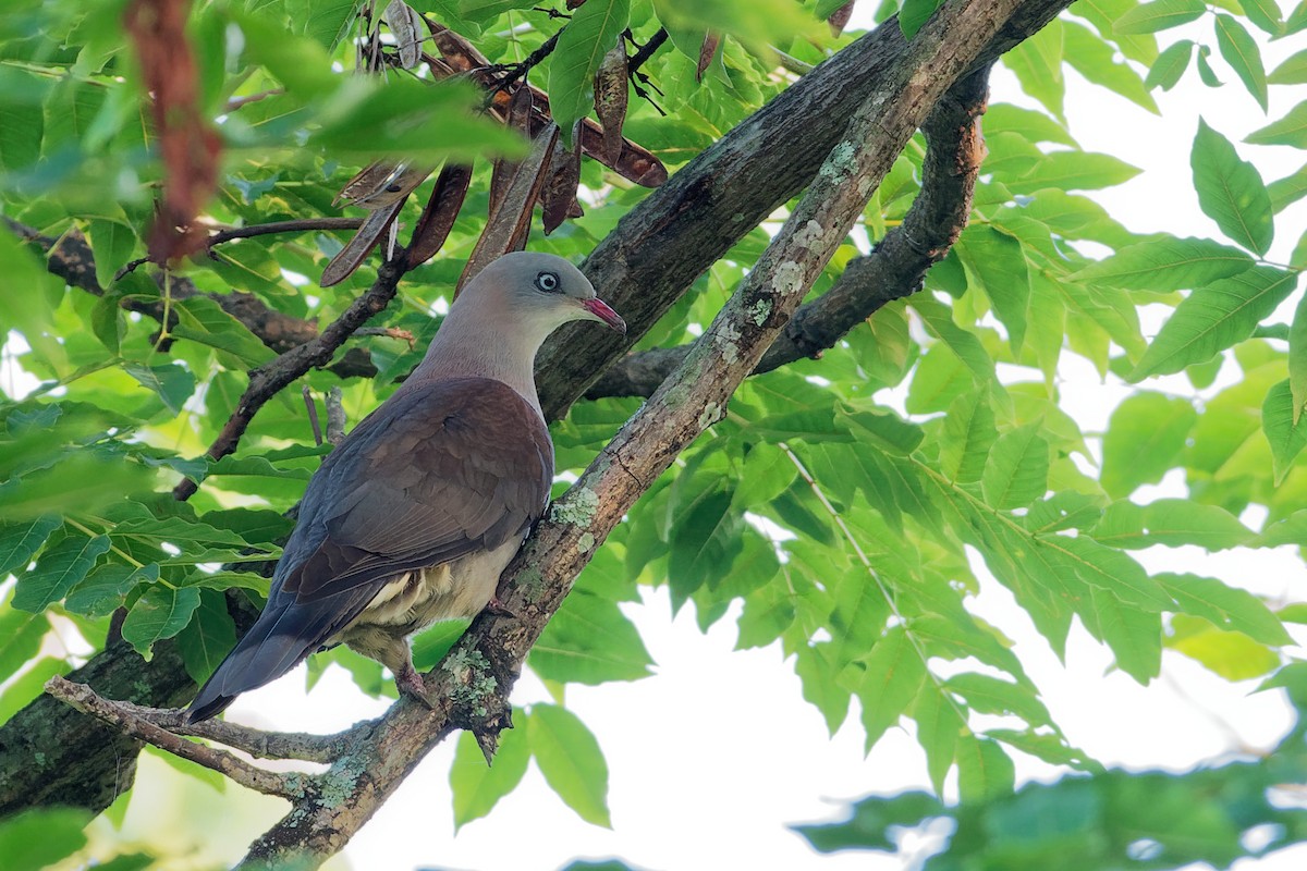 Mountain Imperial-Pigeon - ML181847781