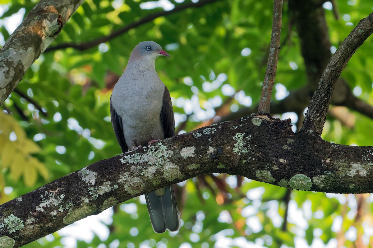 Mountain Imperial-Pigeon - ML181847891