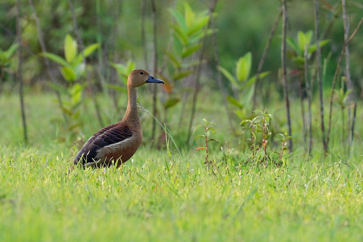Lesser Whistling-Duck - Vincent Wang