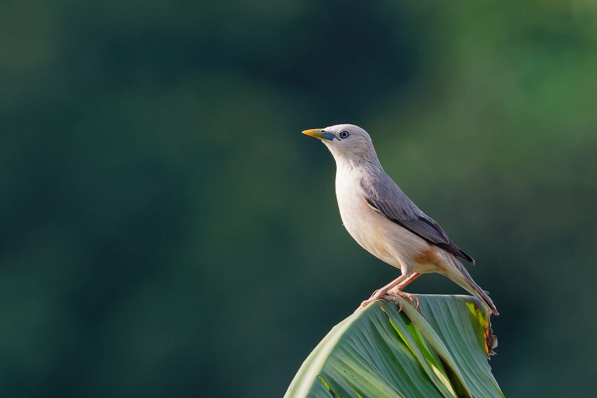 Chestnut-tailed Starling - Vincent Wang