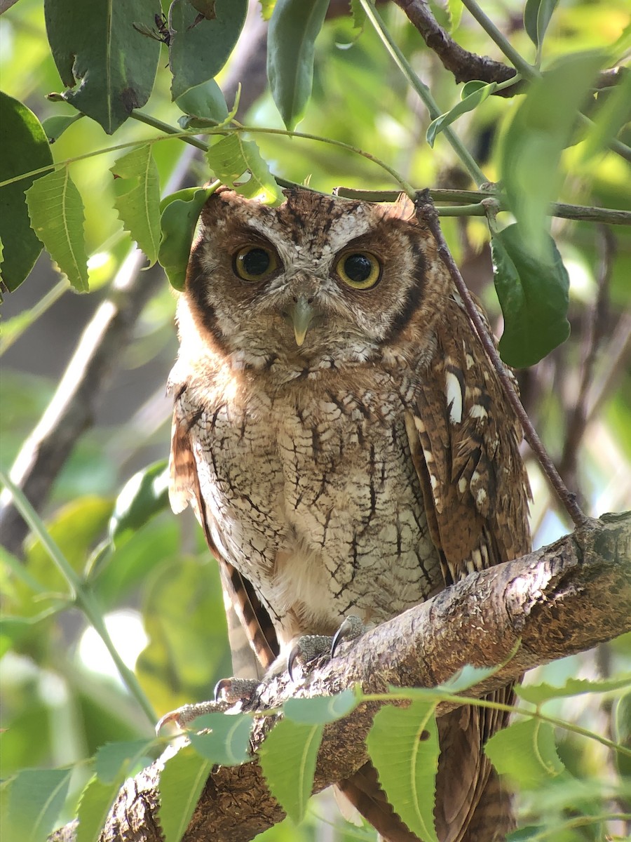 Tropical Screech-Owl - ML181850701