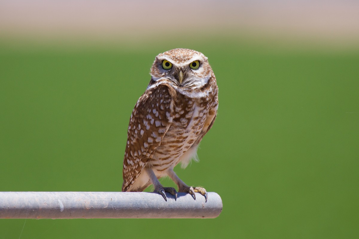 Burrowing Owl (Western) - ML181853711