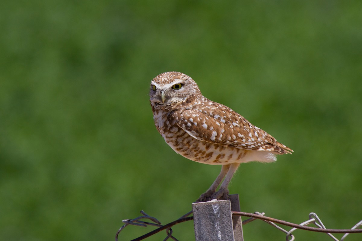Burrowing Owl (Western) - ML181853781