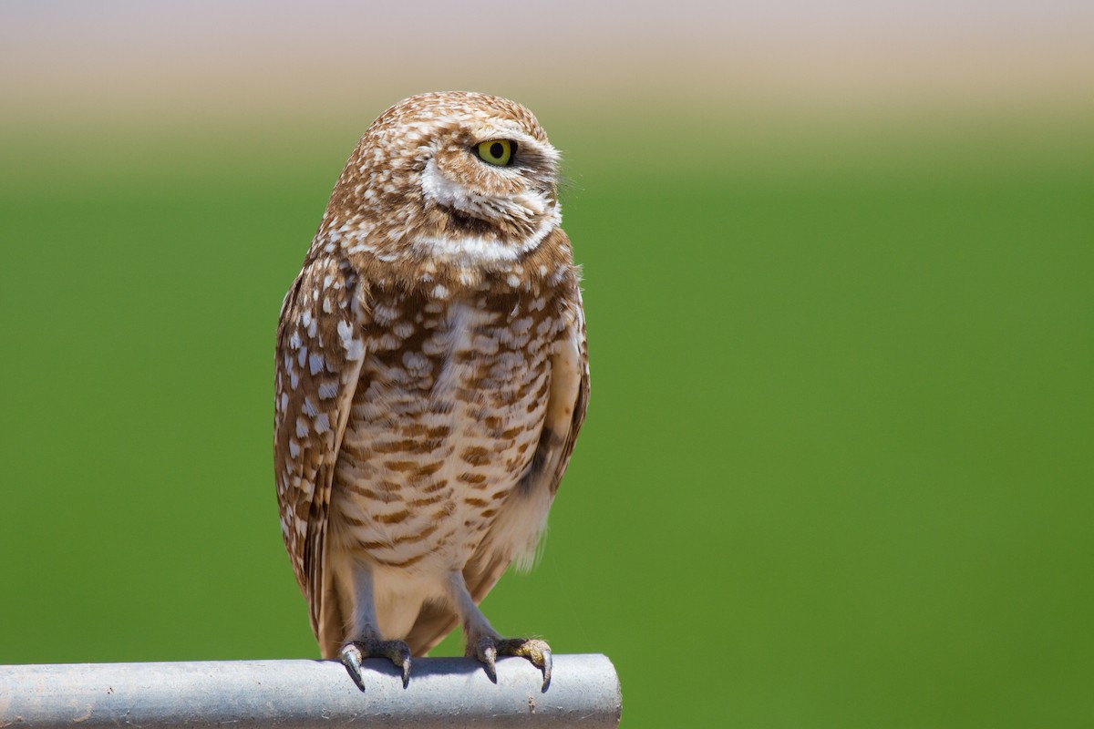 Burrowing Owl (Western) - ML181853801