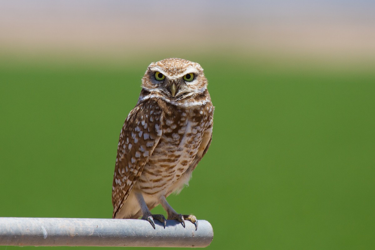 Burrowing Owl (Western) - ML181853831