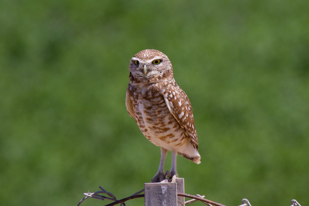 Burrowing Owl (Western) - Tommy Pedersen