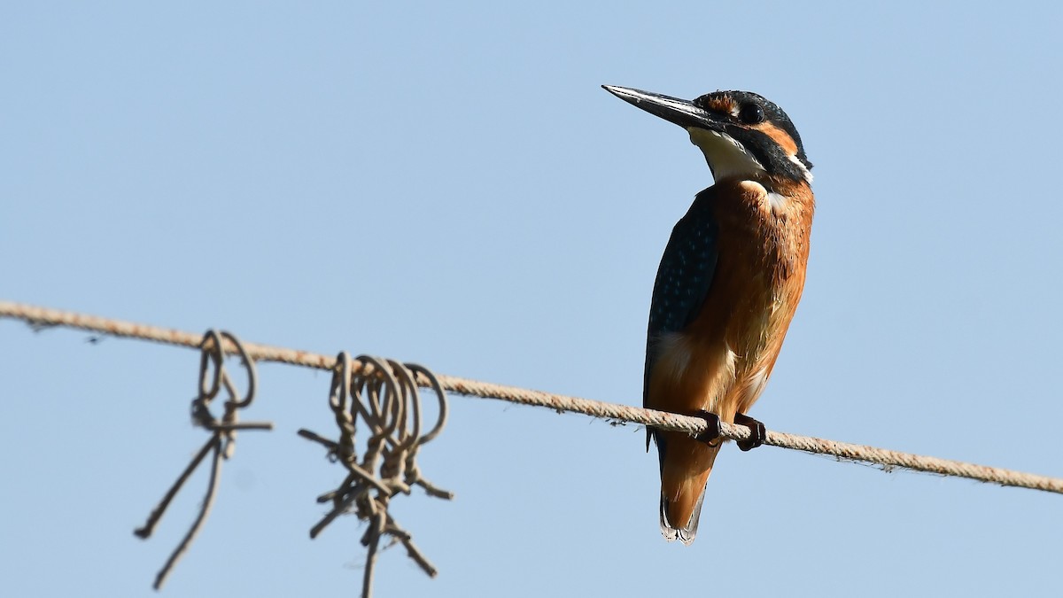 Common Kingfisher - Oren Maman