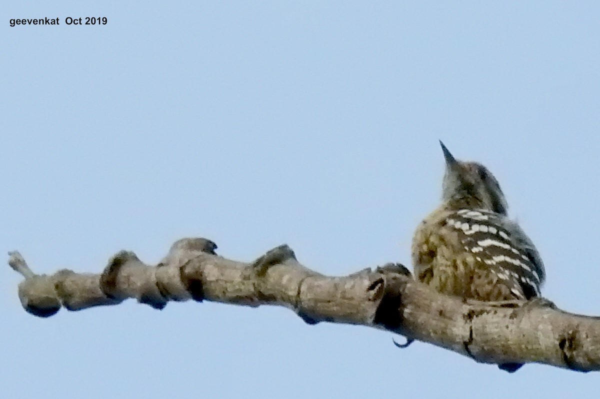 Gray-capped Pygmy Woodpecker - ML181855991