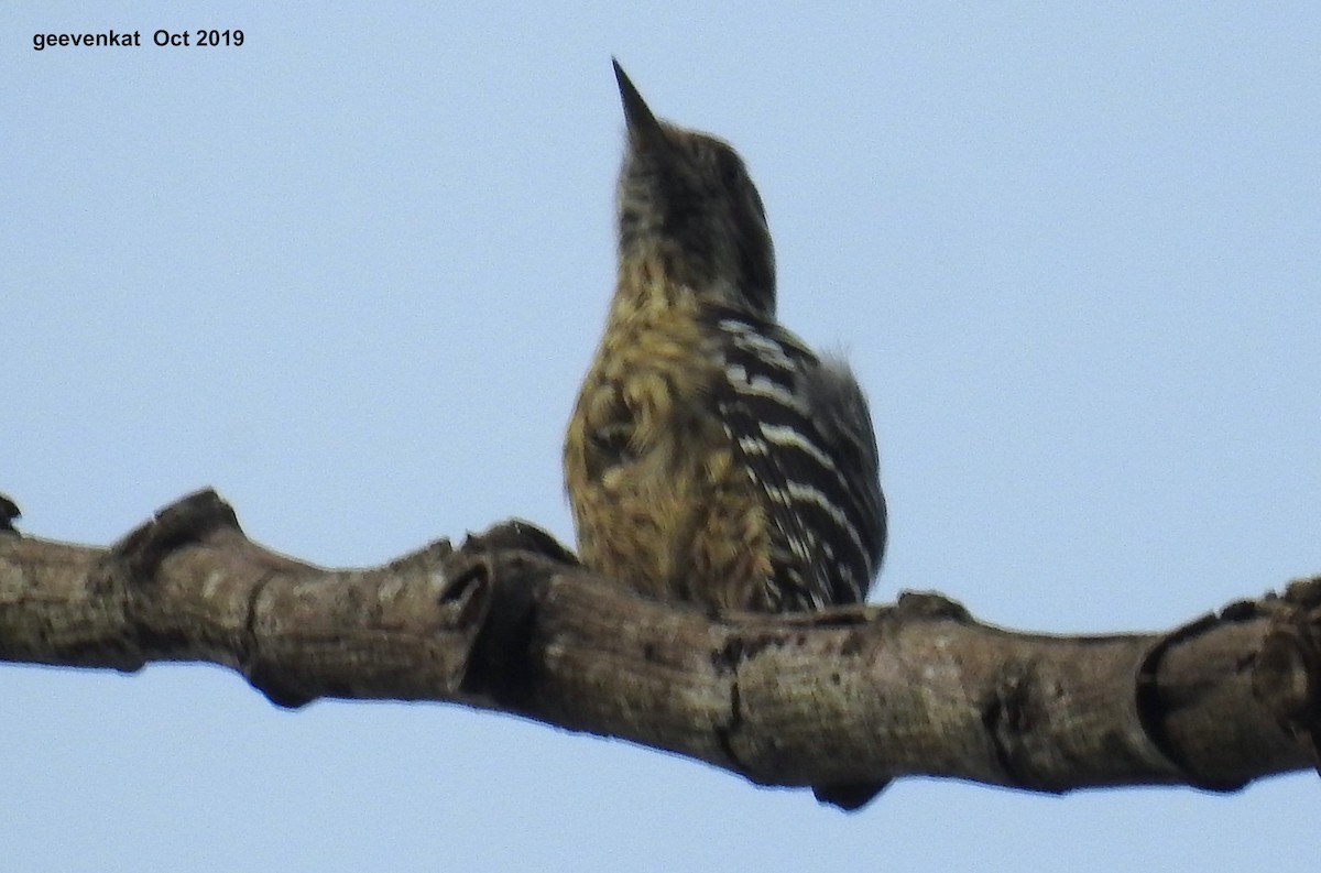 Gray-capped Pygmy Woodpecker - Geetha  Venkataraman