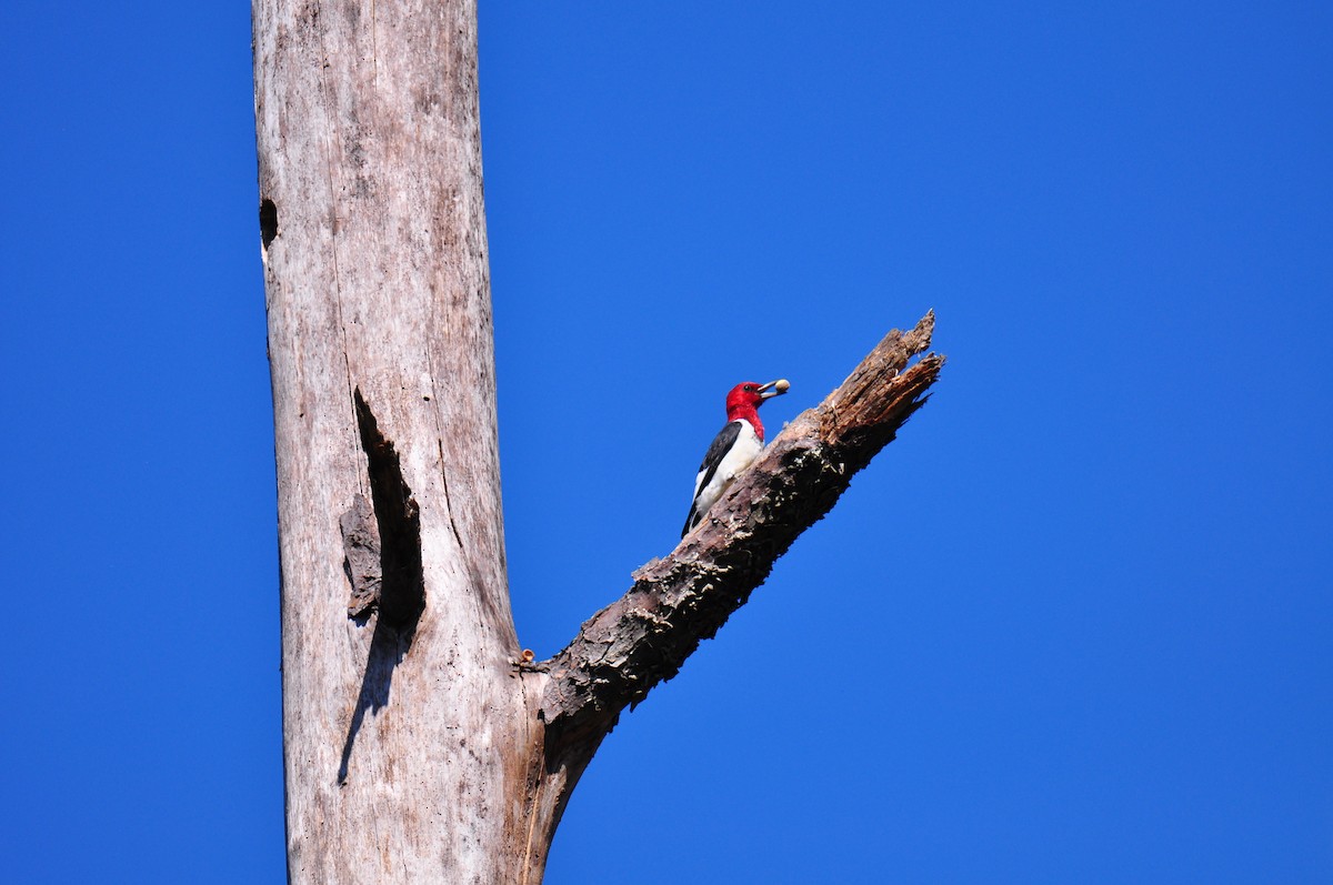 Red-bellied Woodpecker - ML181856351