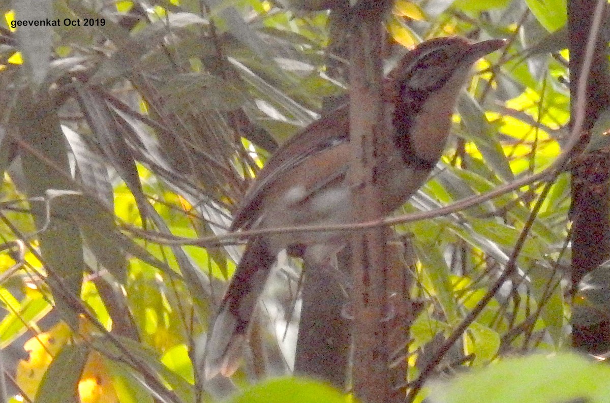 Greater Necklaced Laughingthrush - ML181856921