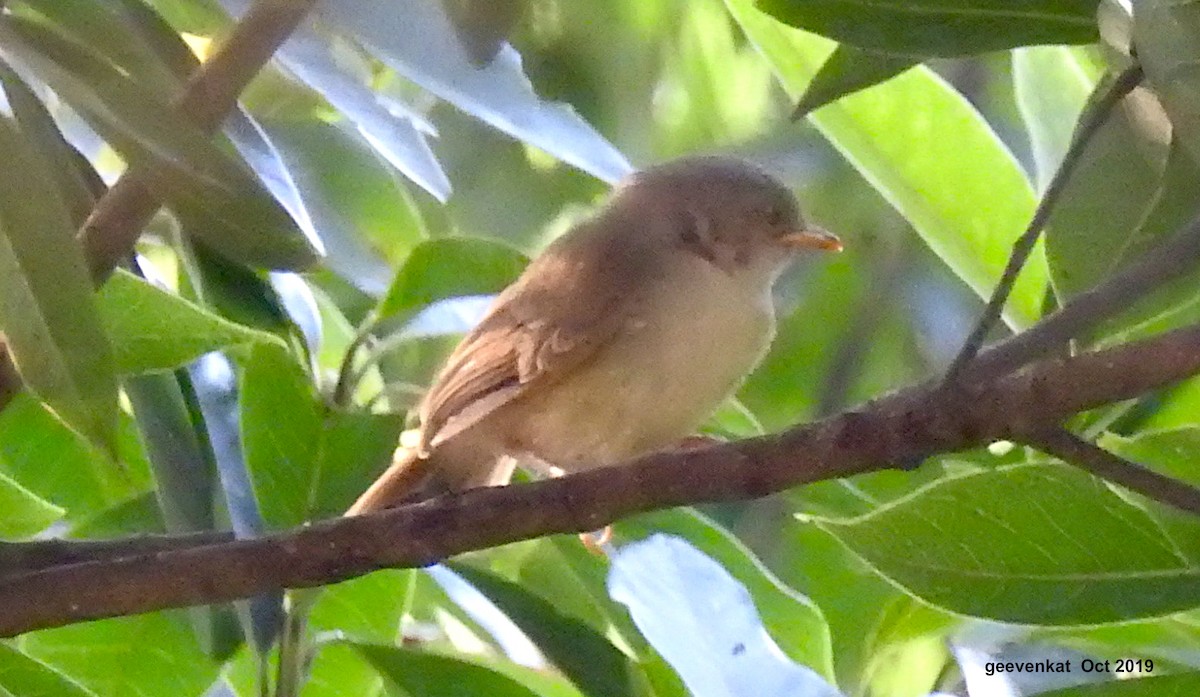 Pale-chinned Flycatcher - ML181857011