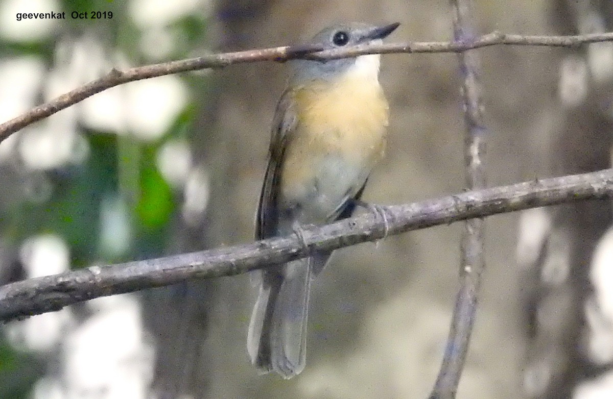 Pale-chinned Flycatcher - ML181857101