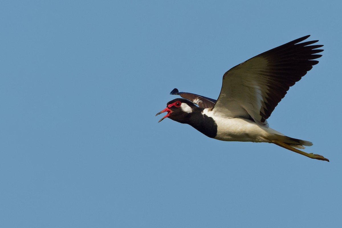 Red-wattled Lapwing - Vincent Wang