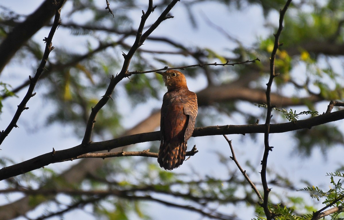 Lesser Cuckoo - Sneha Gupta
