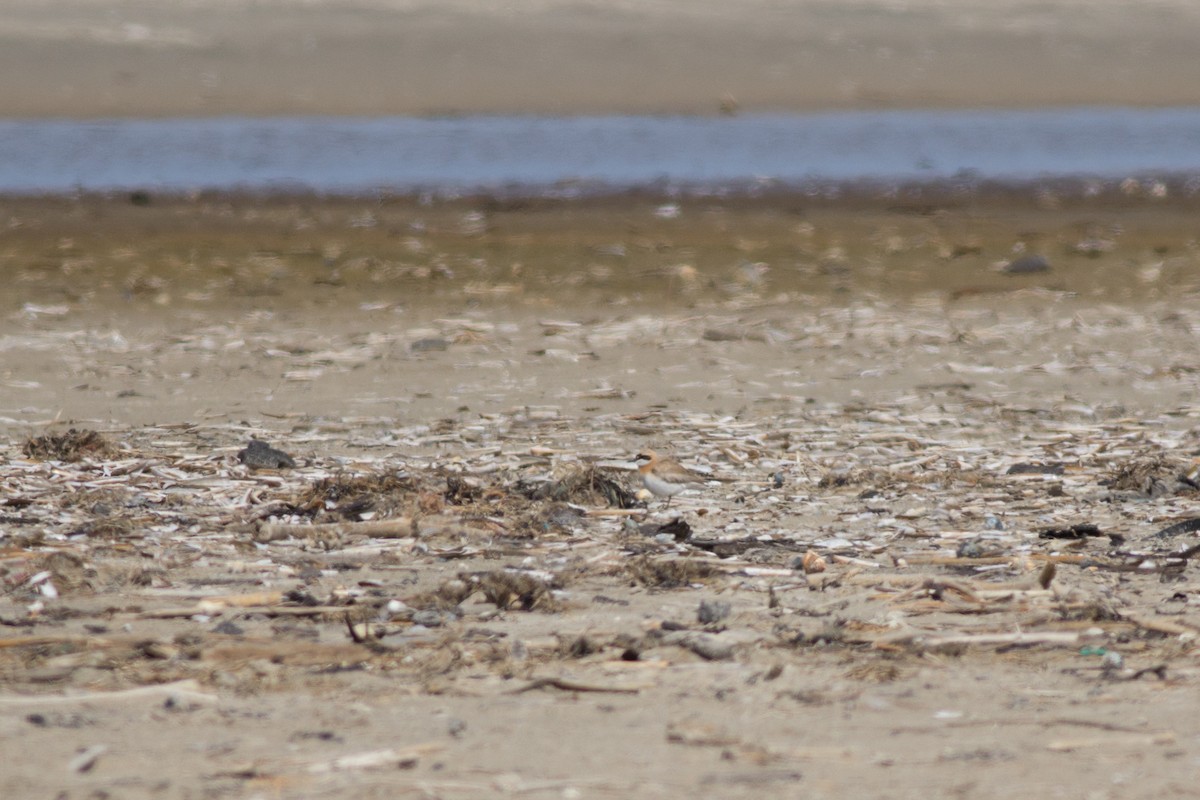 Greater Sand-Plover - Andreas Boe