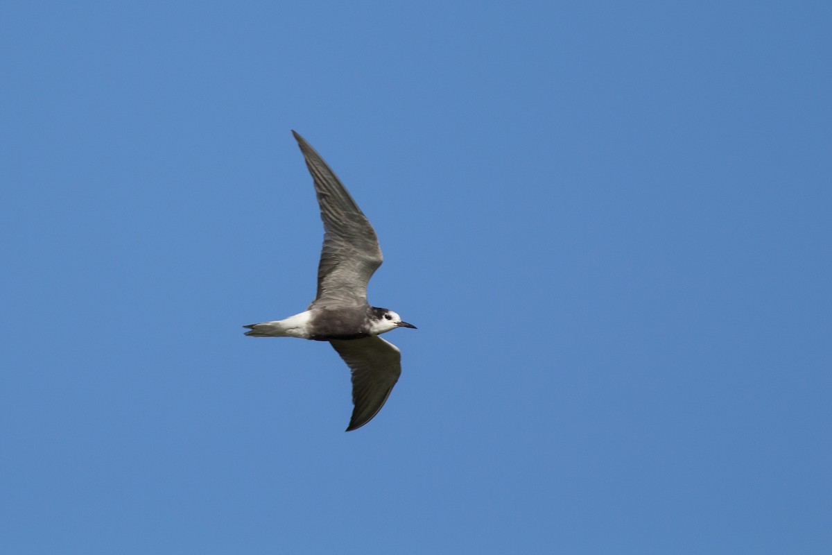 Black Tern (Eurasian) - Andreas Boe