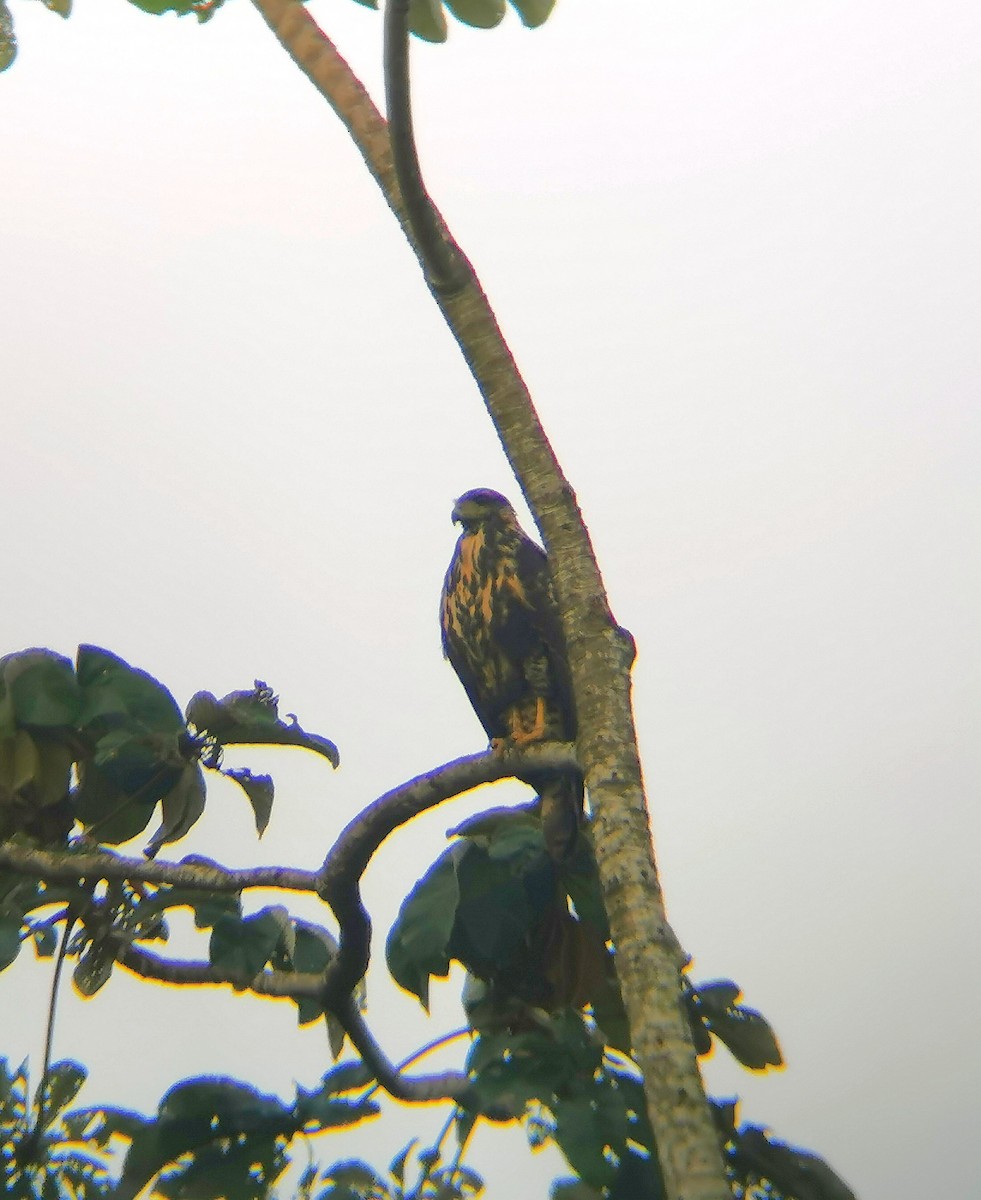 Common Black Hawk - Guatemala Quest