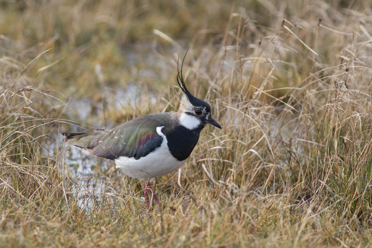 Northern Lapwing - Andreas Boe