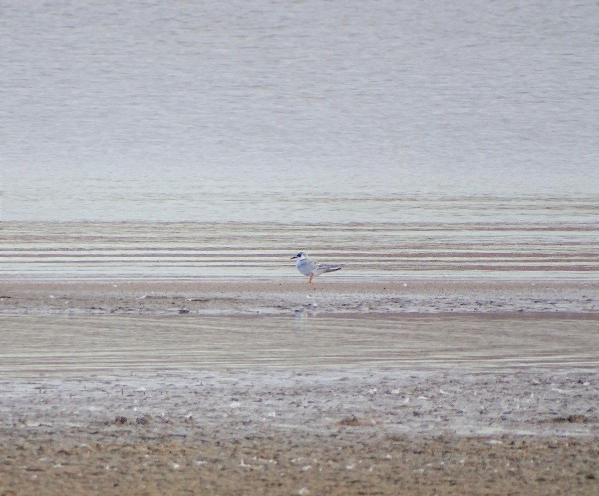 Forster's Tern - Kevin Williams