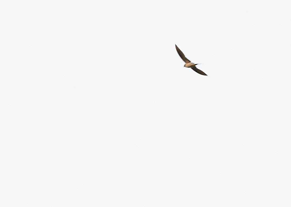Barn Swallow - David Bird
