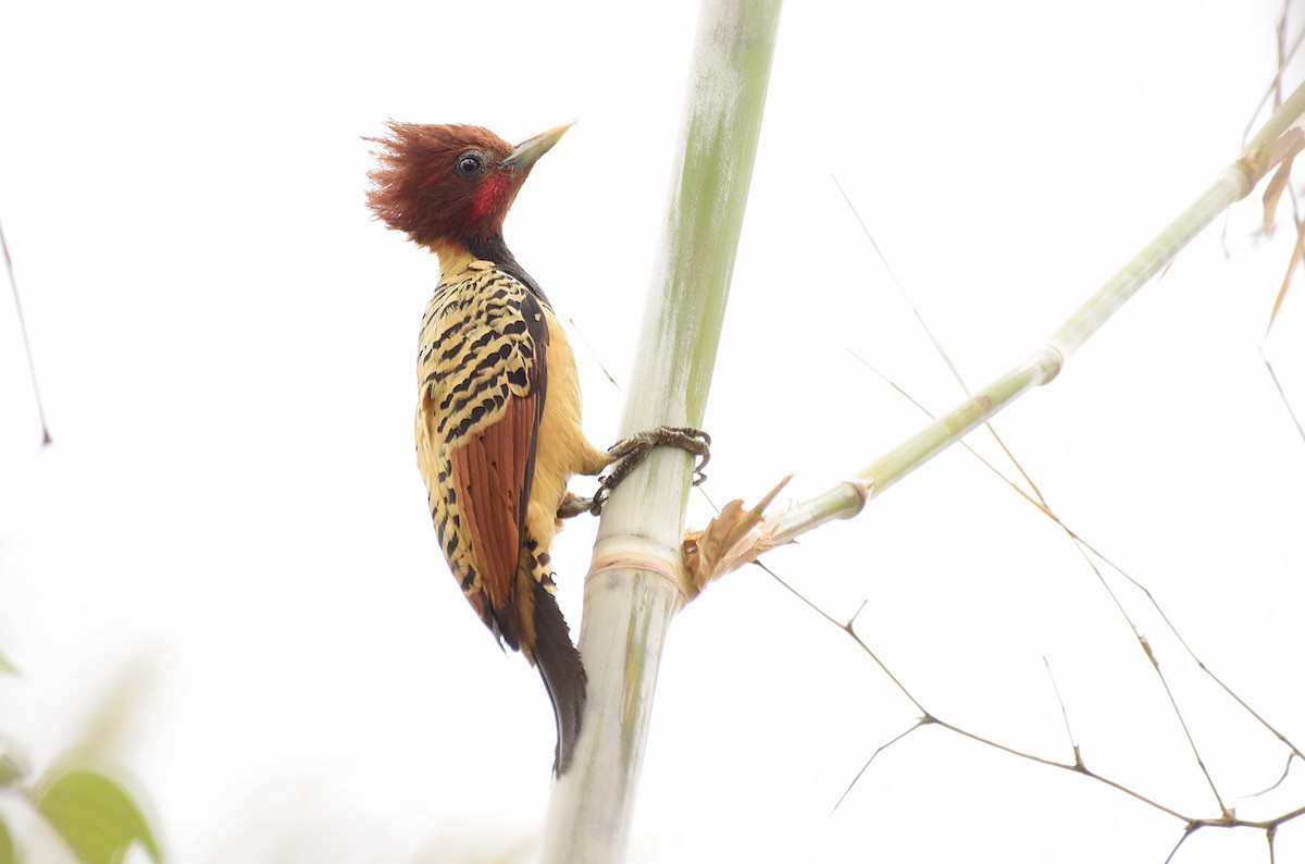 Kaempfer's Woodpecker - ML181867121