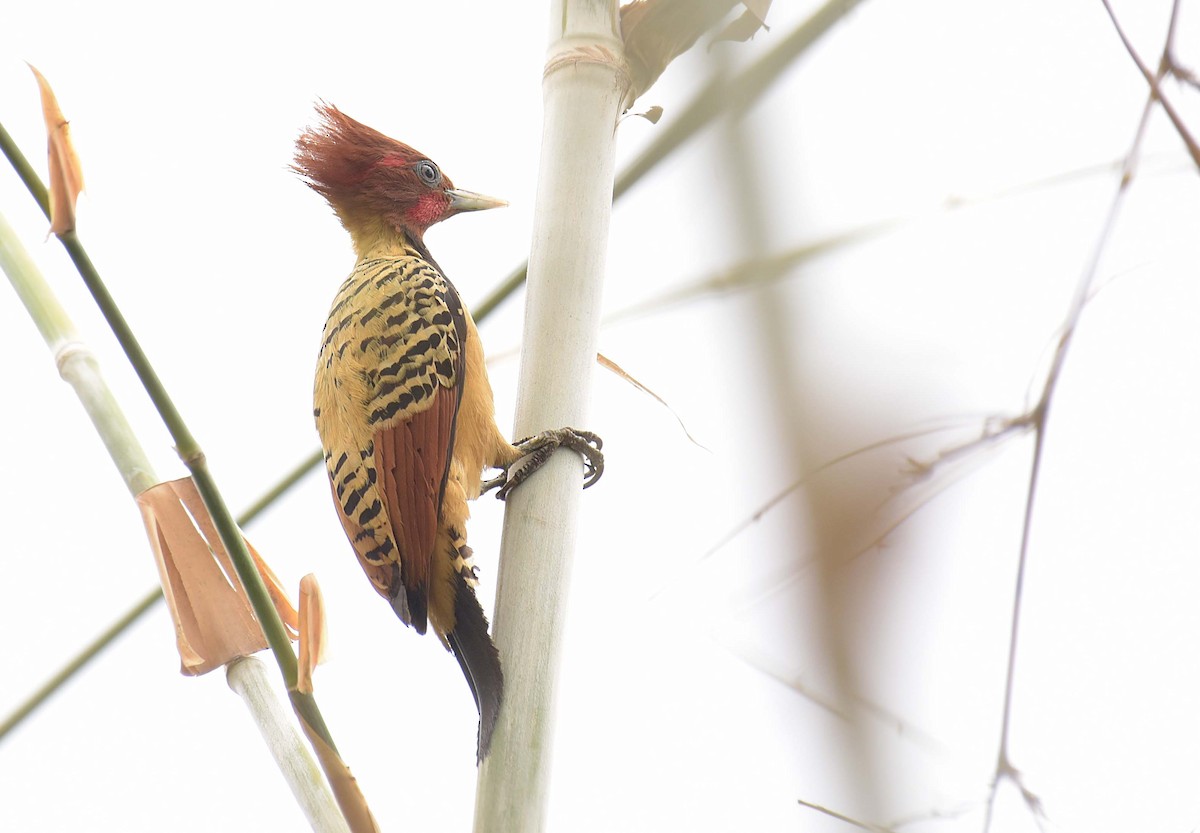 Kaempfer's Woodpecker - ML181867191