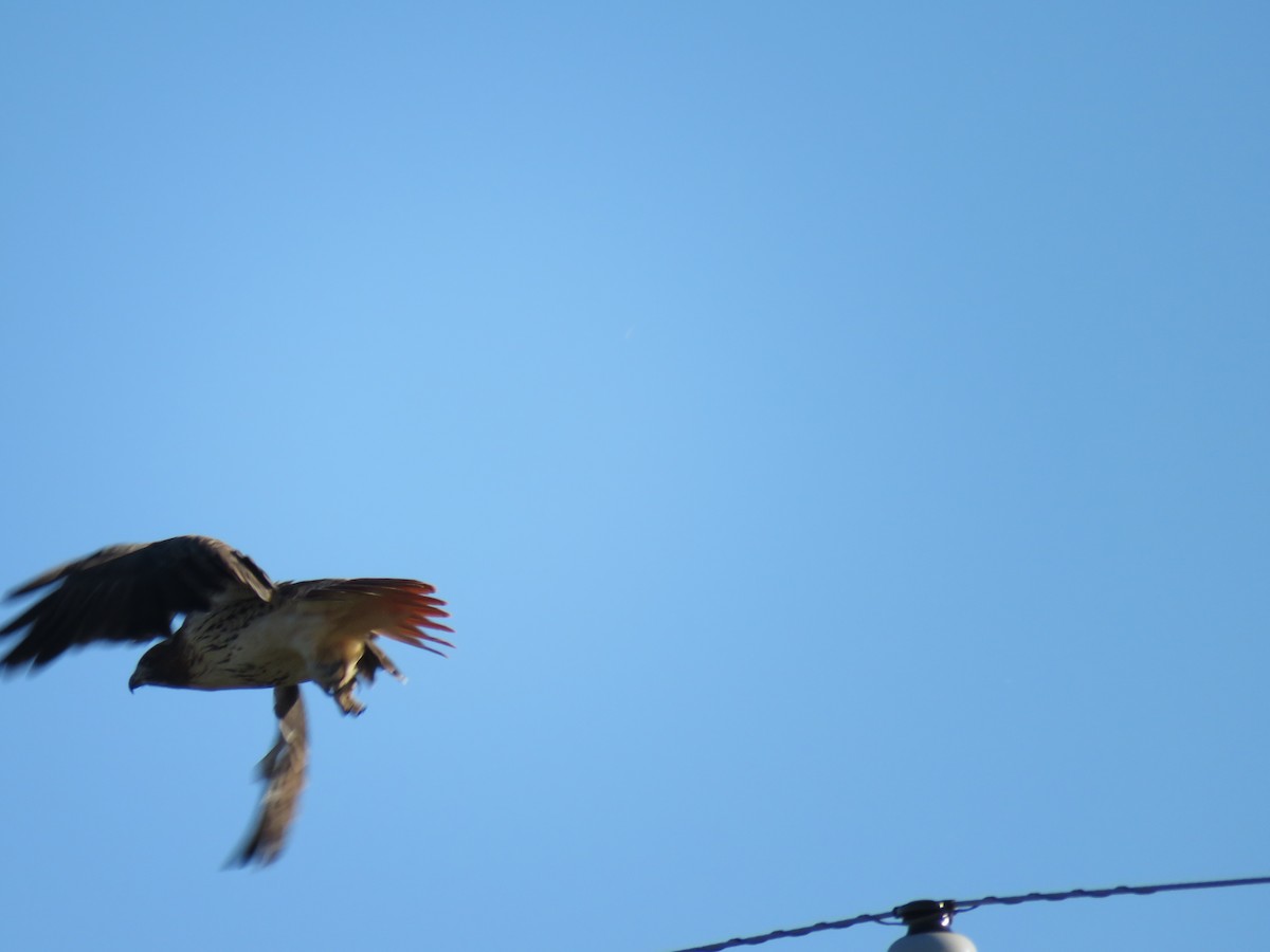 Red-tailed Hawk - ML181868971