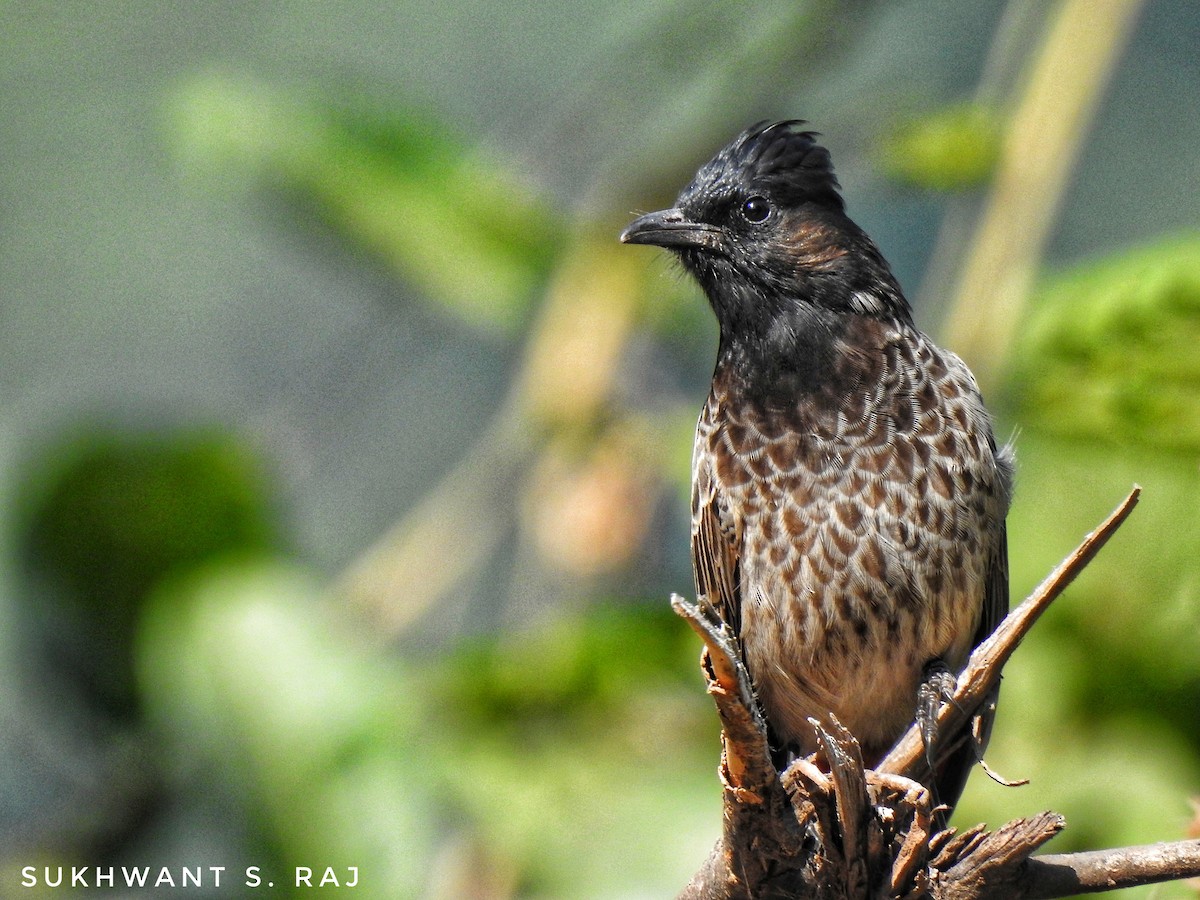 Red-vented Bulbul - ML181869231