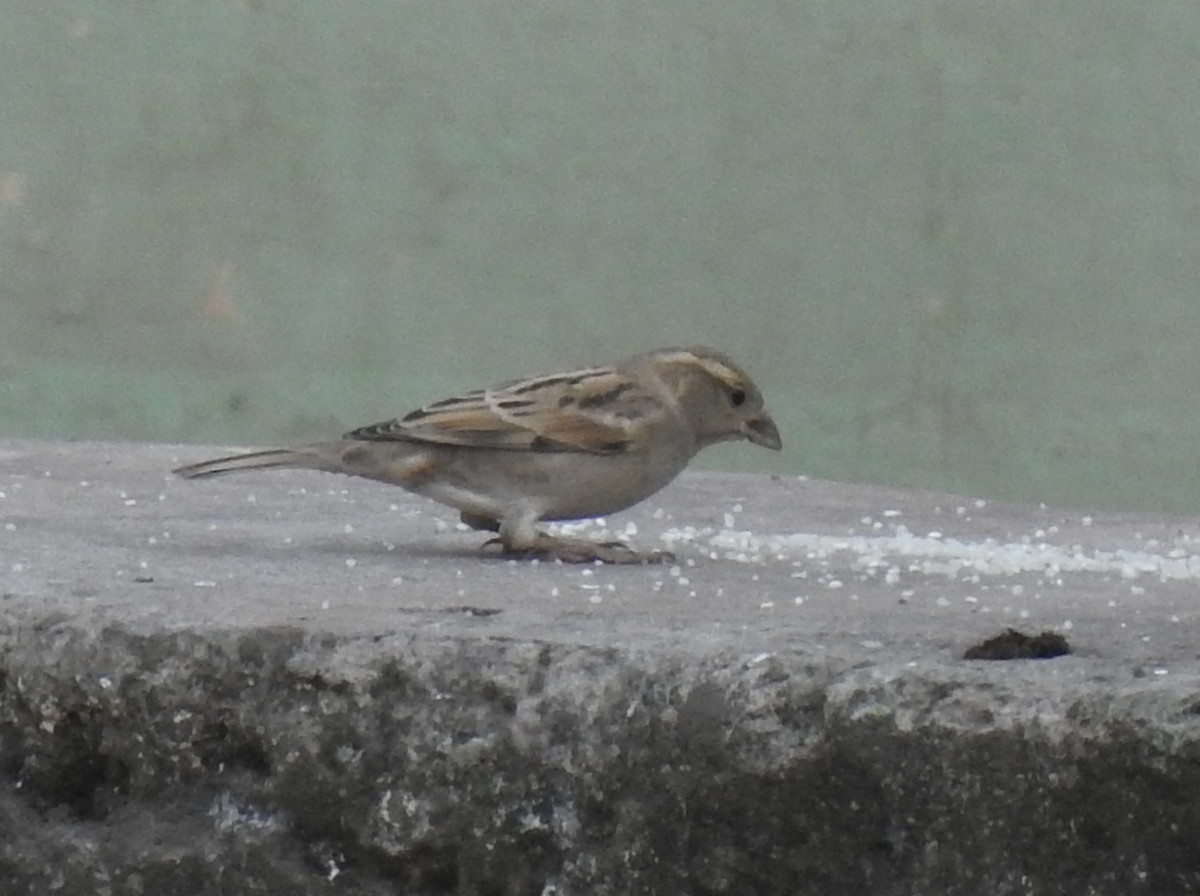 House Sparrow - ML181869441