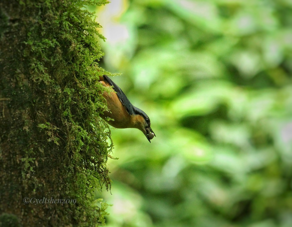 White-tailed Nuthatch - ML181872981