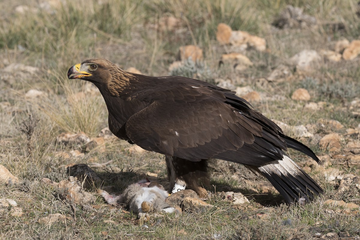 Golden Eagle - Miguel Rouco