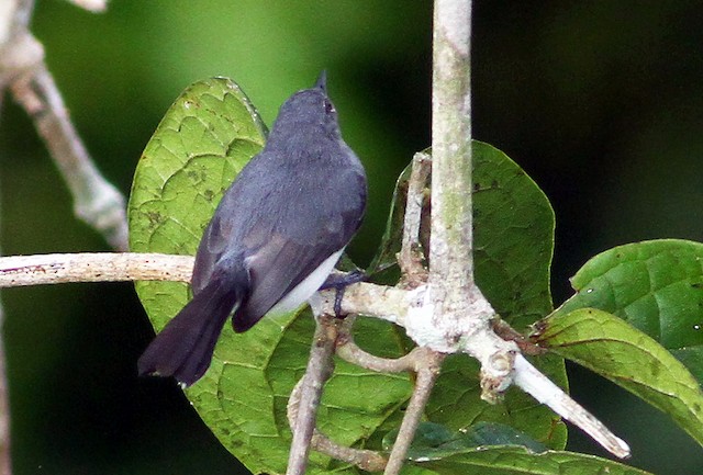 Black-tailed Gnatcatcher - eBird