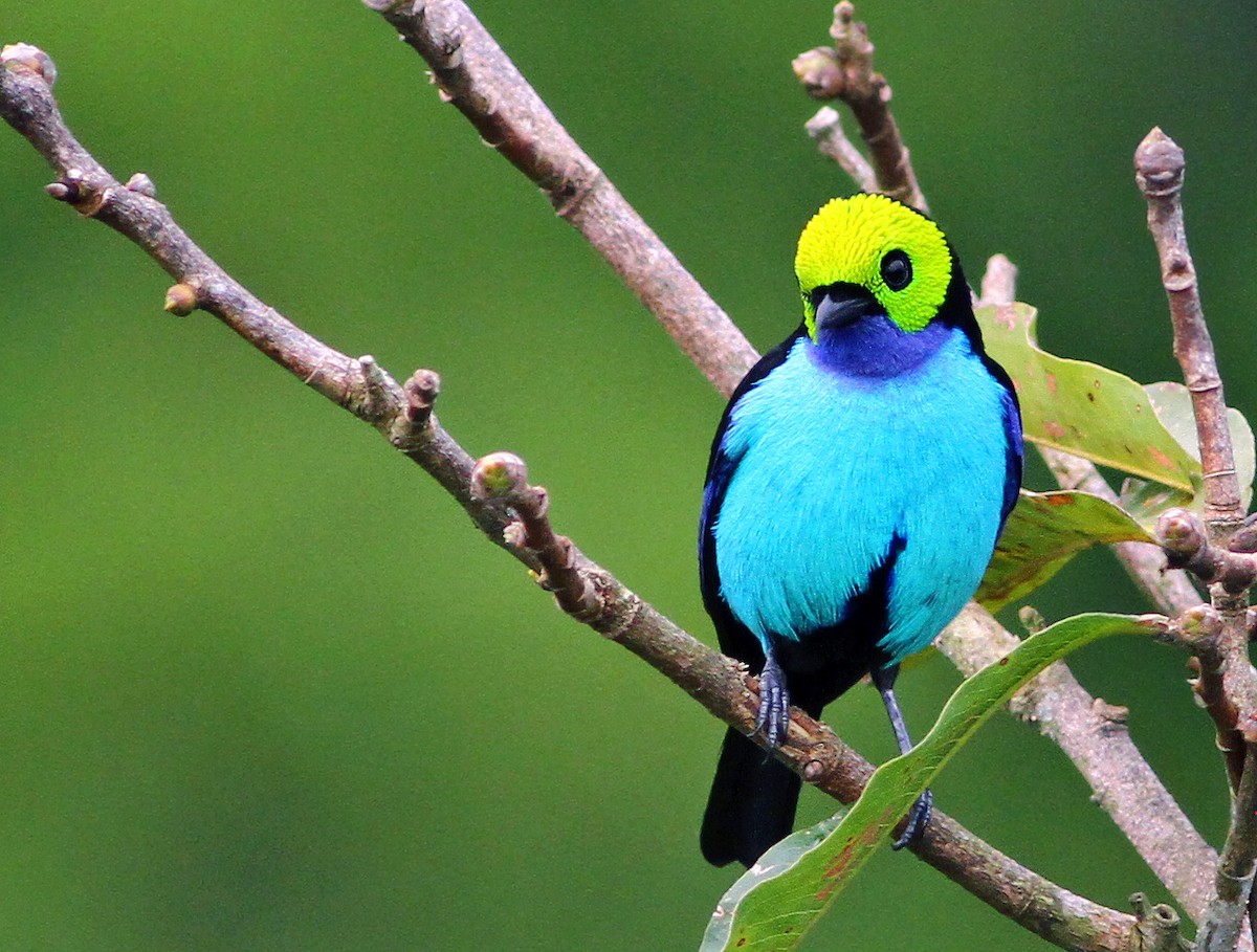 Paradise Tanager - ML181878031
