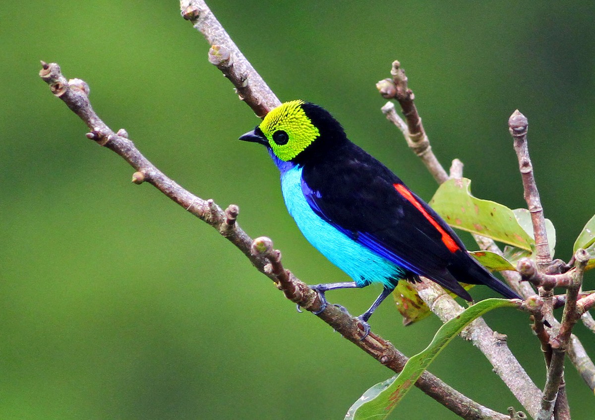 Paradise Tanager - ML181878061