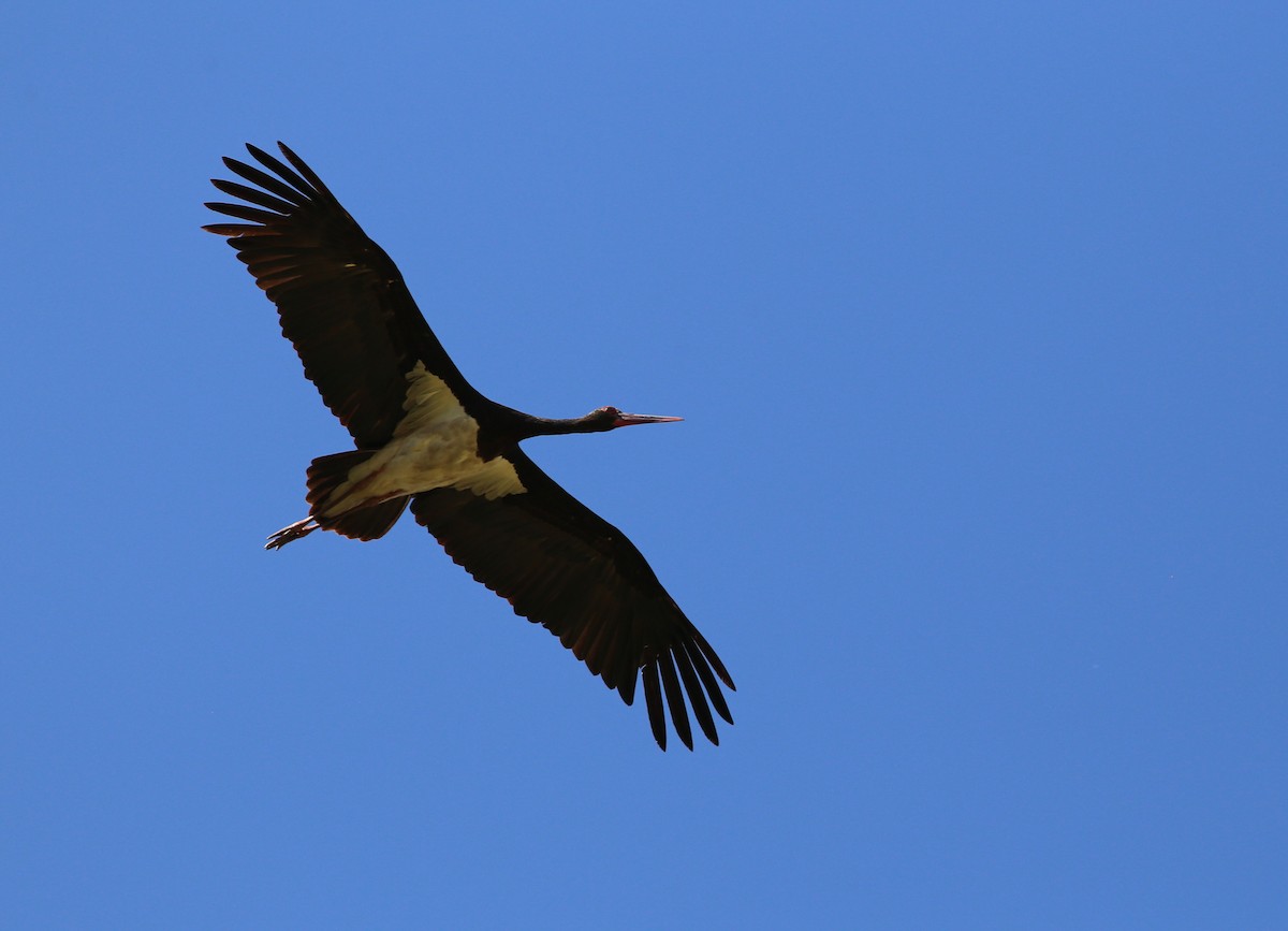 Black Stork - ML181879291