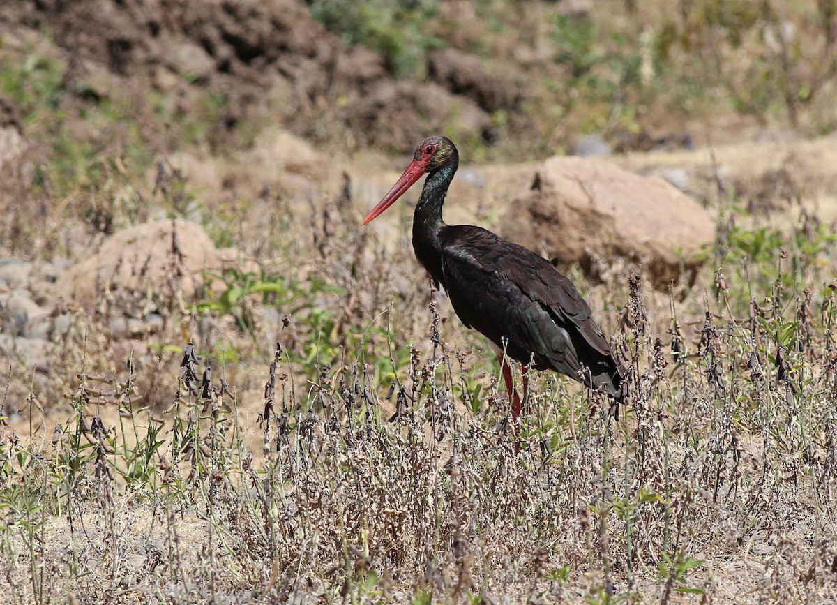 Black Stork - ML181879321