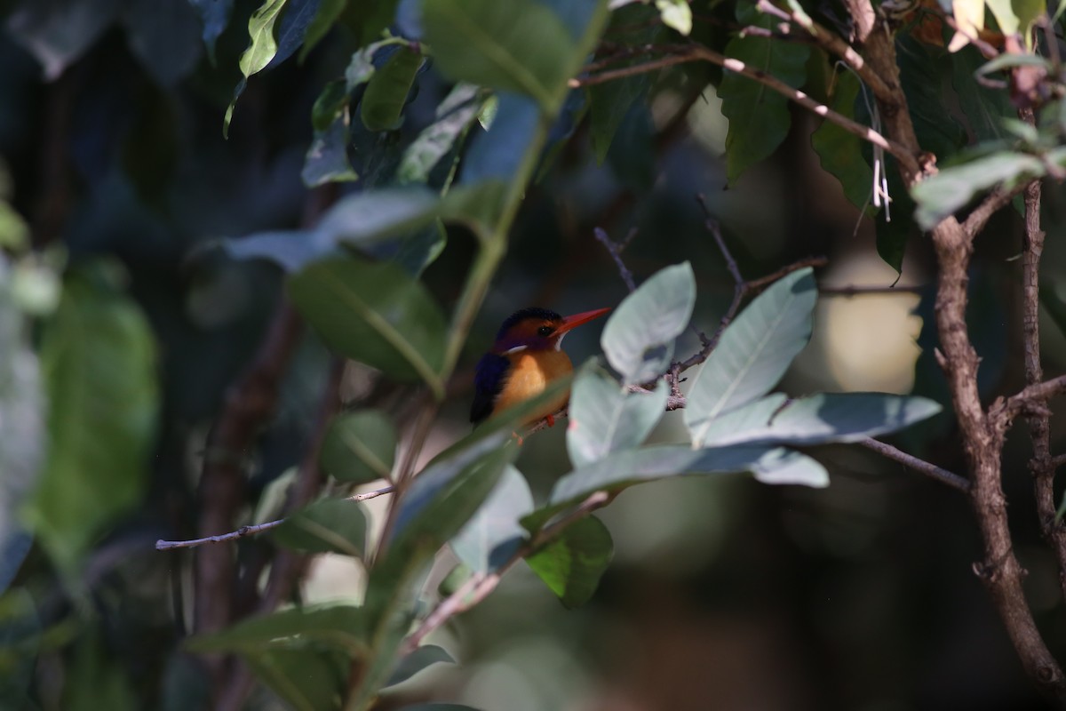 African Pygmy Kingfisher - Fikret Ataşalan