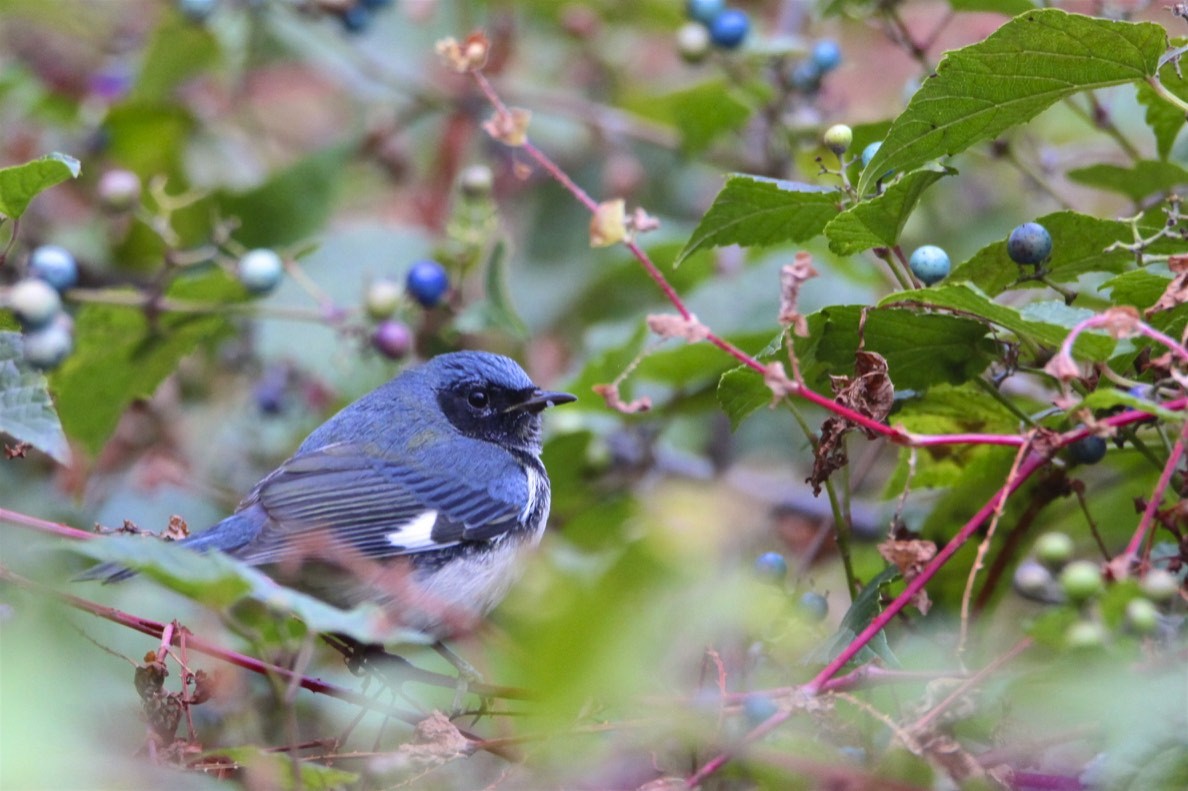 Black-throated Blue Warbler - ML181882531