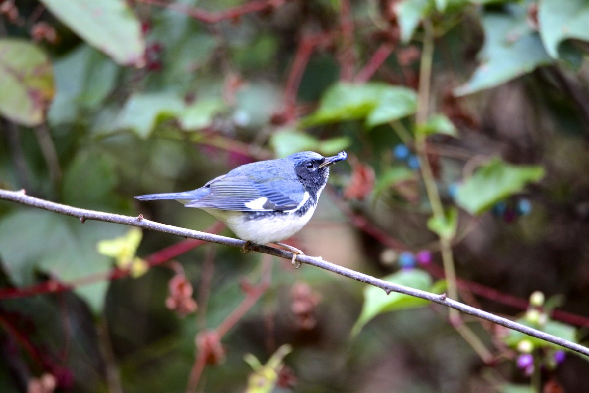 Black-throated Blue Warbler - Vickie Baily
