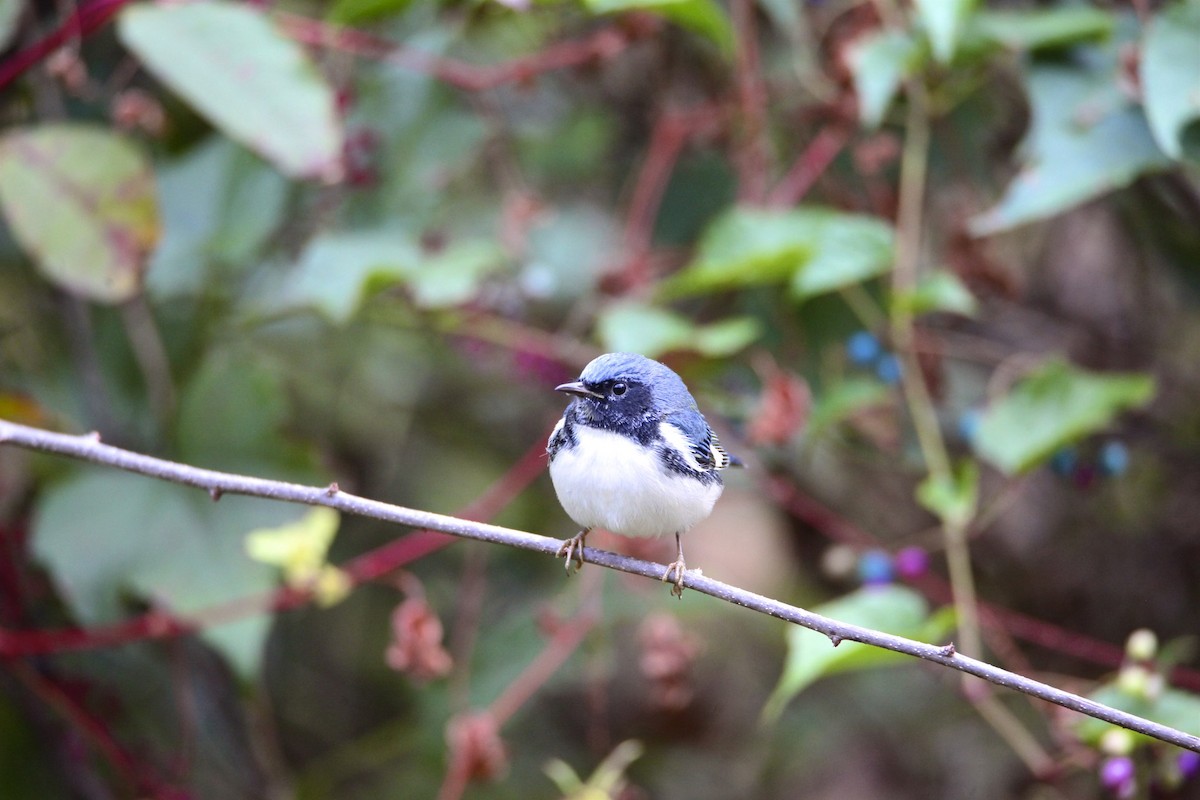 Black-throated Blue Warbler - Vickie Baily