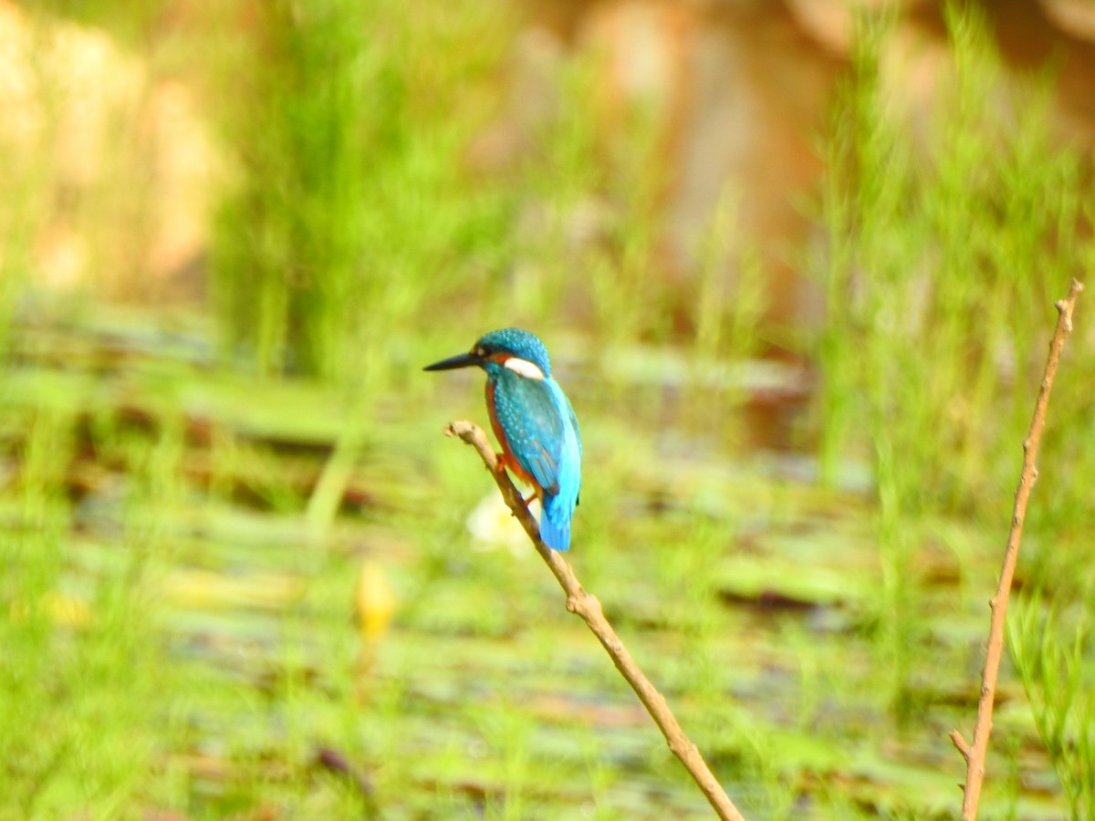 Common Kingfisher - Afsar Nayakkan