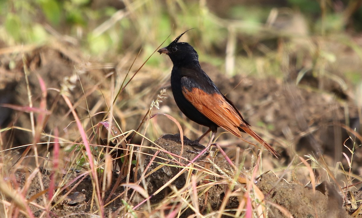 Crested Bunting - ML181888071