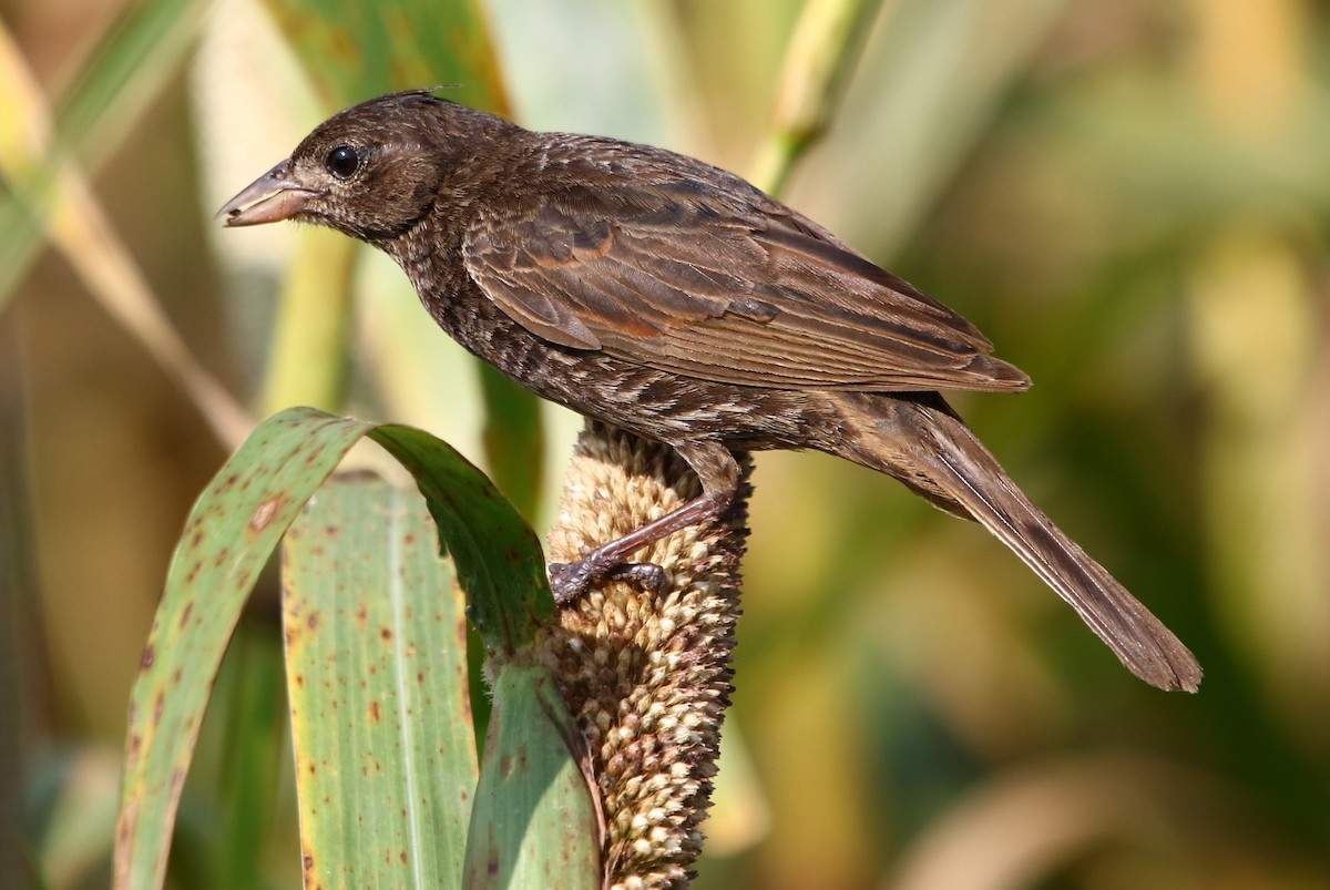 Crested Bunting - ML181888541