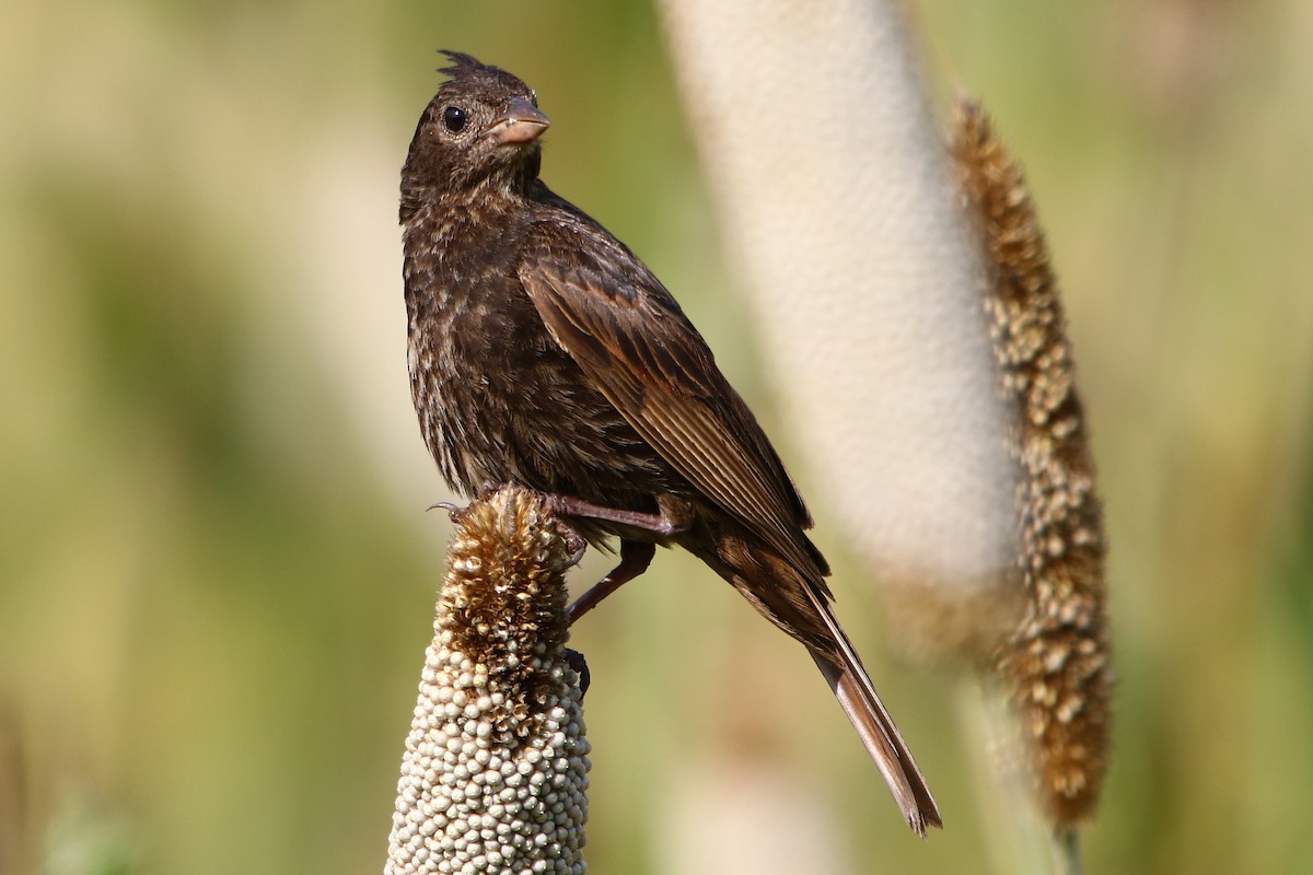 Crested Bunting - ML181888551