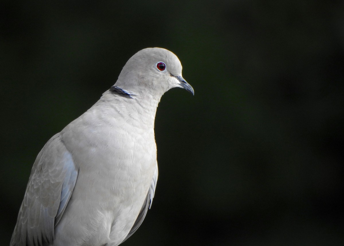Eurasian Collared-Dove - Kalin Ocaña