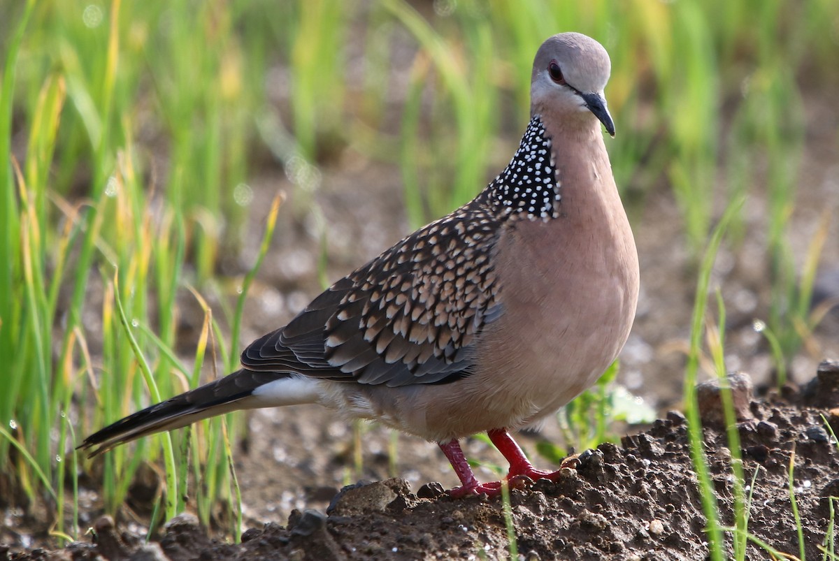 Spotted Dove - ML181890821