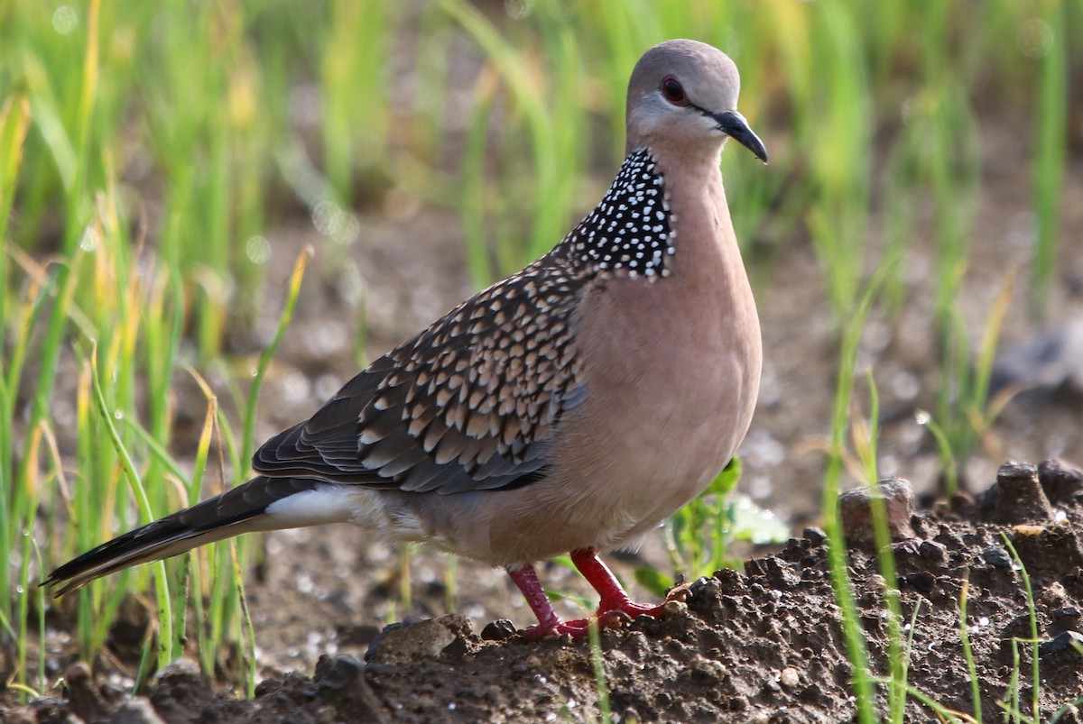 Spotted Dove - ML181890981