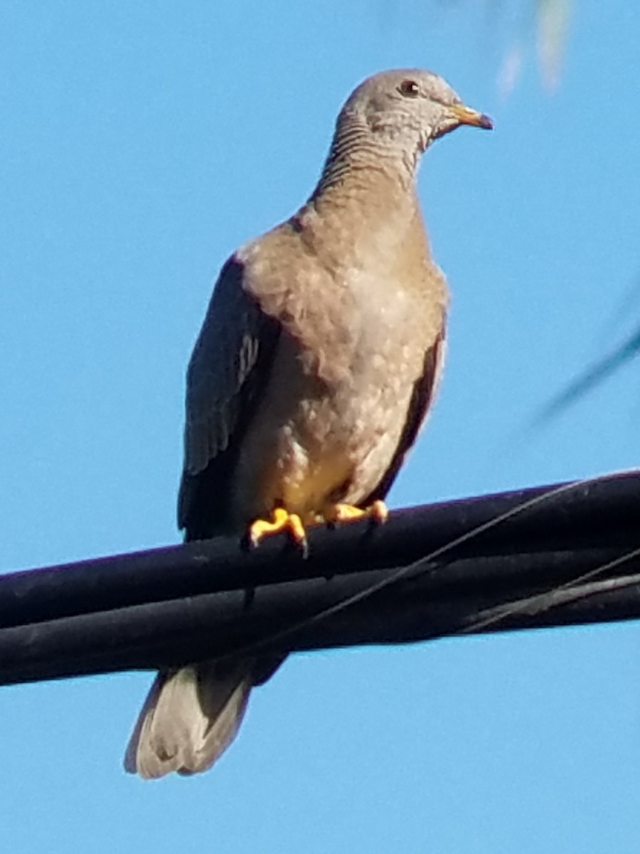 Band-tailed Pigeon - ML181891841